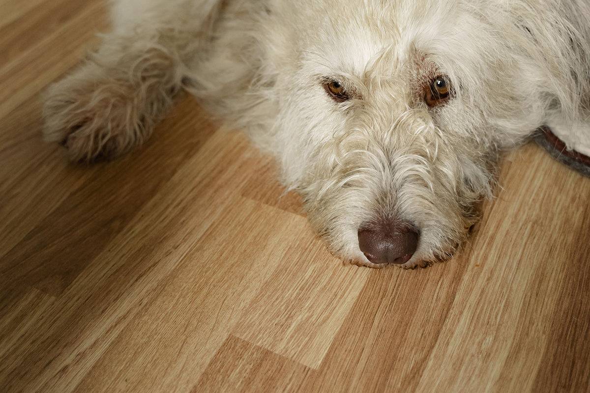 Pet-Friendly Hardwood Floors: Expert Tips for Scratch Resistance, Durability, and Maintenance