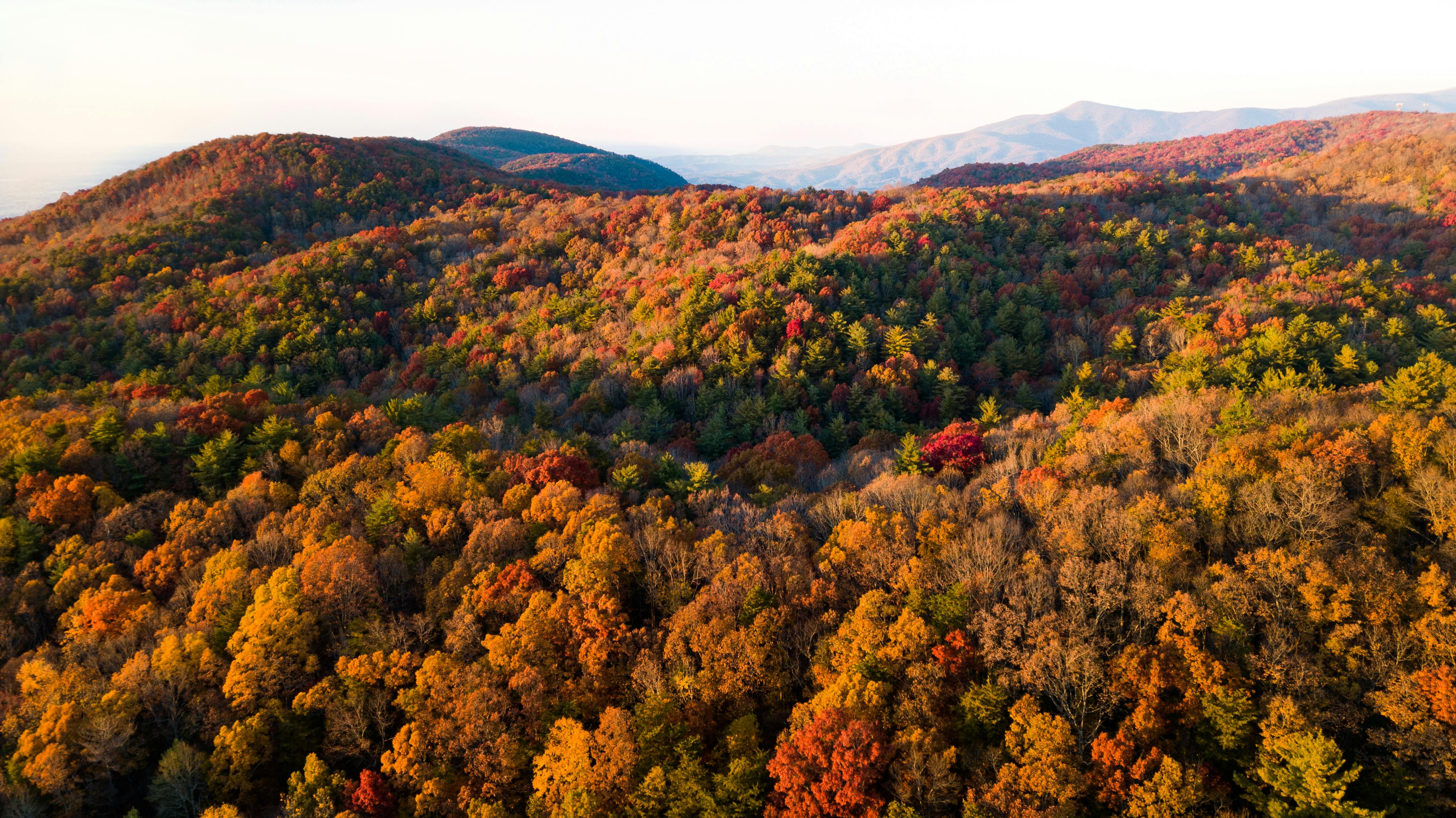 Arbor Zen's 25 Tree Promise: Reforestation Made Simple